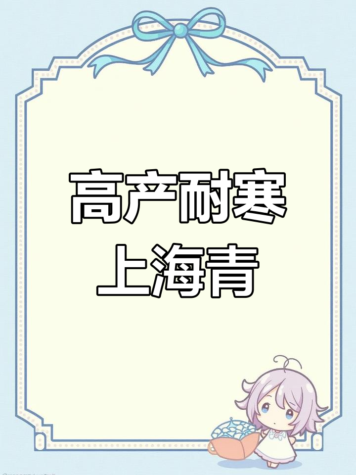 秋冬高产上海青品种推荐