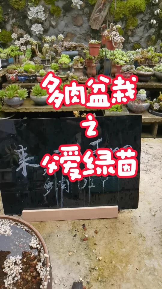  种下爱的种子,用我们的父爱绿茵多肉拼盘,表达对爸爸的爱。  简单步骤,温馨礼物!点击学习