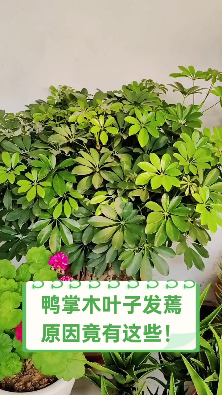 鸭掌木叶子发蔫,原因竟有这些!