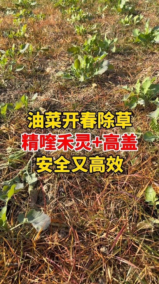 油菜花芽分化,除草就用这个方案 #农业种植 #三农种植 #抖音合集升级计划 #农作物农技1