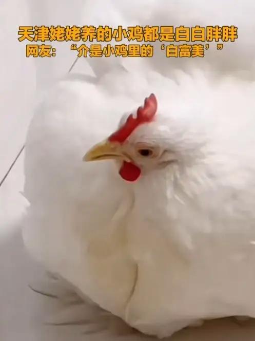 天津姥姥养的小鸡都是白白胖胖 网友：介是小鸡里的“白富美”（记者：王晖）