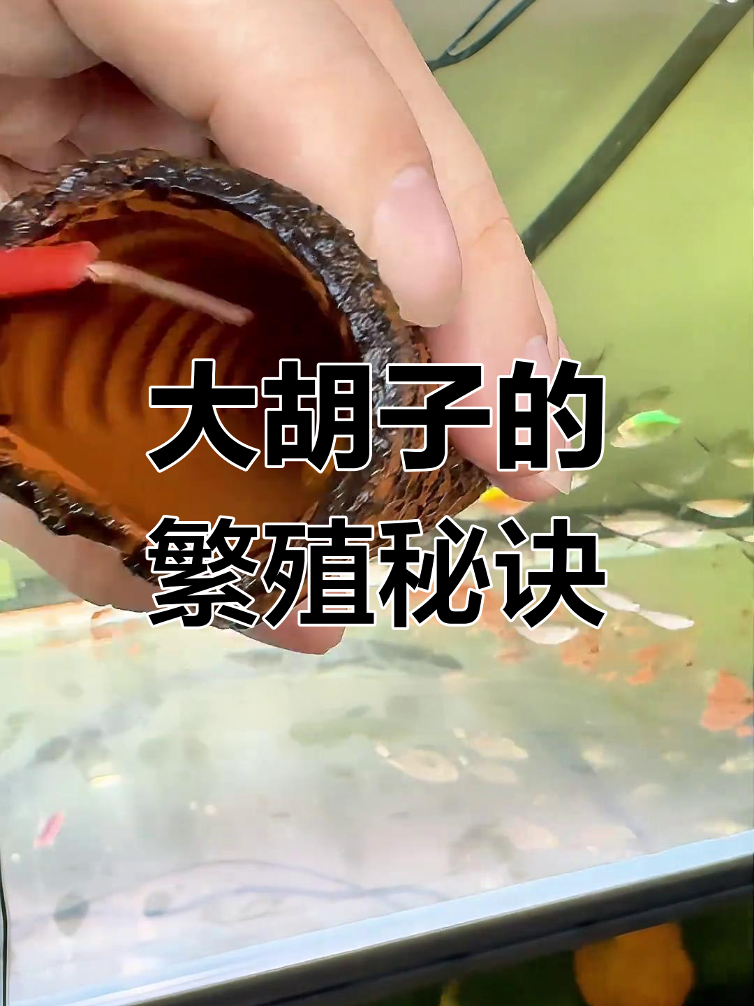 黄金大胡子人工孵化全过程,公鱼带卵技巧揭秘