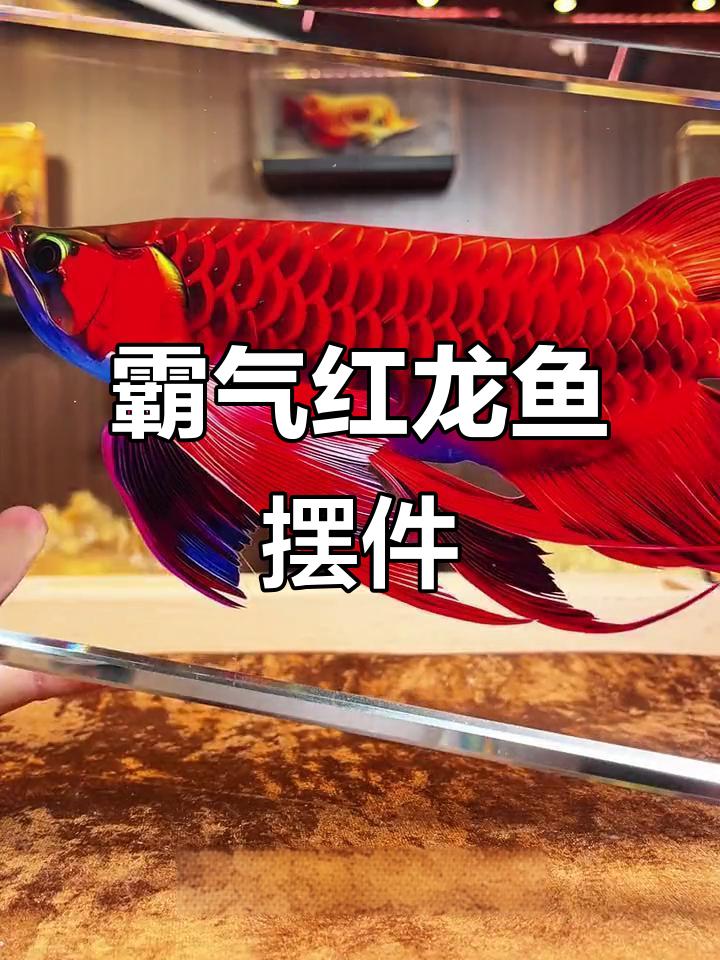 龙年必备!威猛红龙鱼水晶摆件,家居装饰新风尚