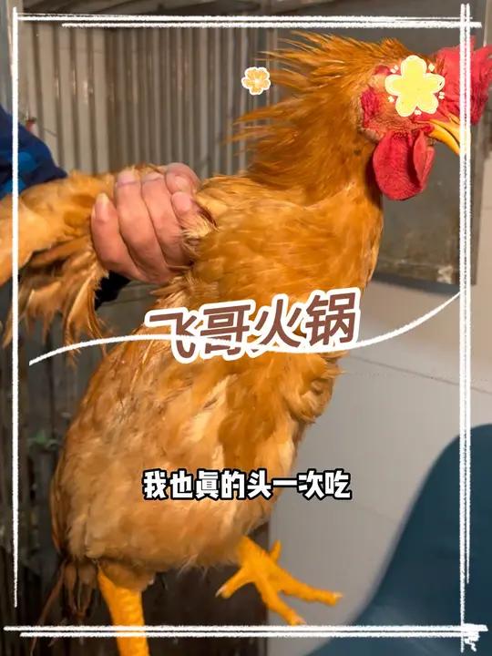 花98在江浦红星美凯龙的飞哥火锅,吃一锅5-6斤的黄脚大公鸡套餐 艾特你的饭搭子请你吃 社