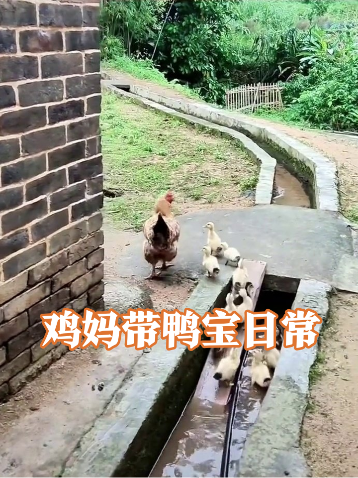 母鸡当妈带鸭宝:管他鸡鸭,饿了就得喂!