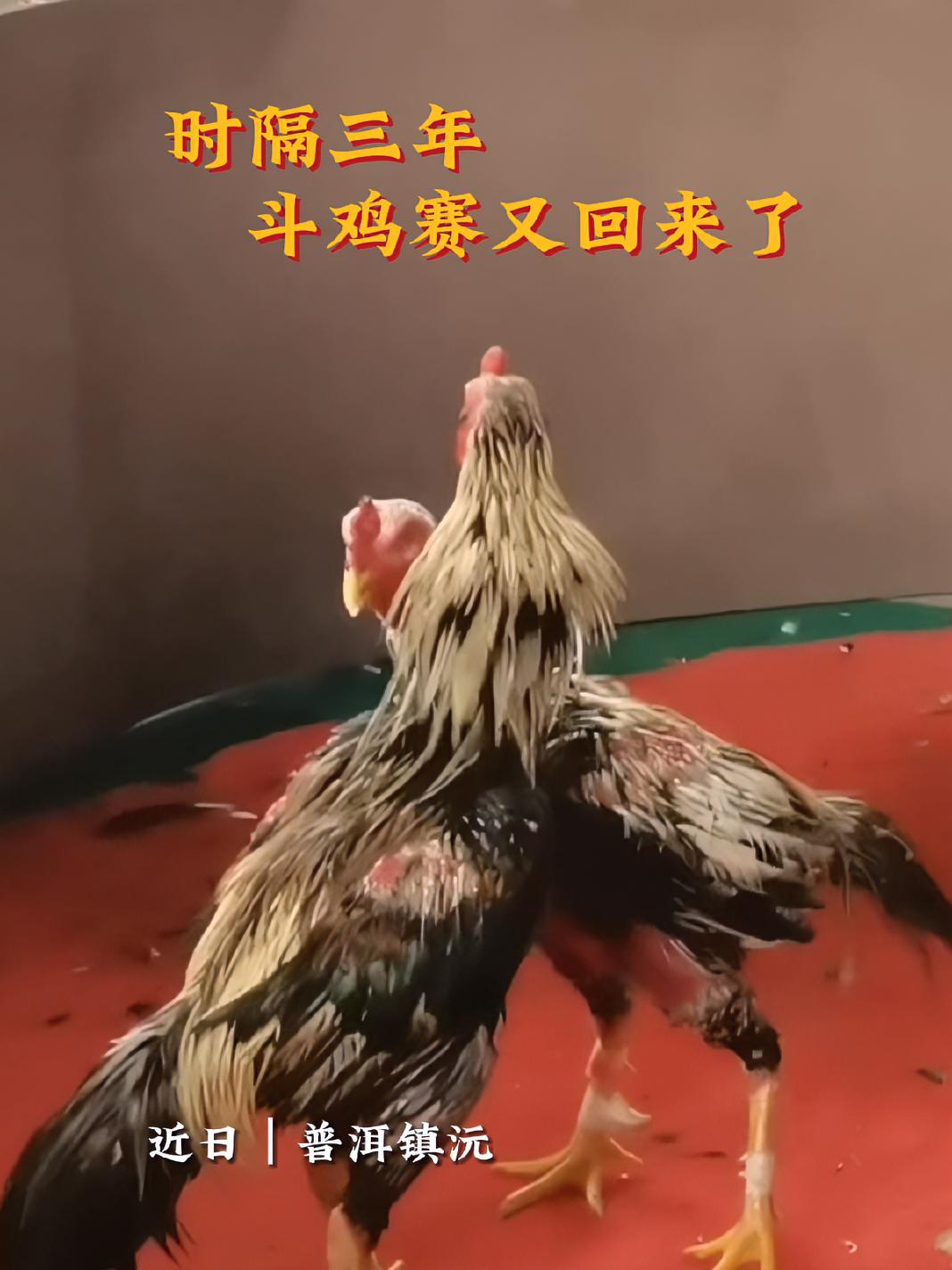 时隔三年 斗鸡赛又回来了 有一种叫云南的生活 这是什么操作 来源:镇沅融媒