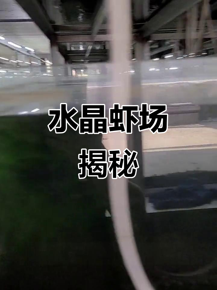 鱼场探秘:蓝化黑金刚水晶虾与纯学水晶虾的魅力
