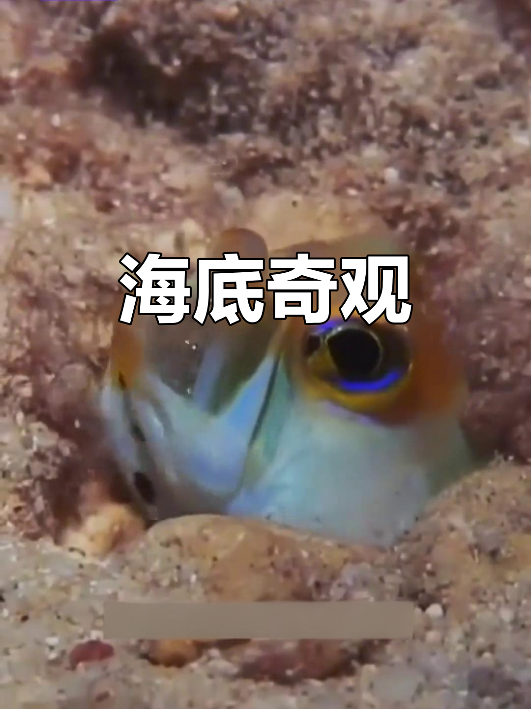 神奇大帆鸳鸯，用嘴孵鱼，海底蹦迪尽显父爱