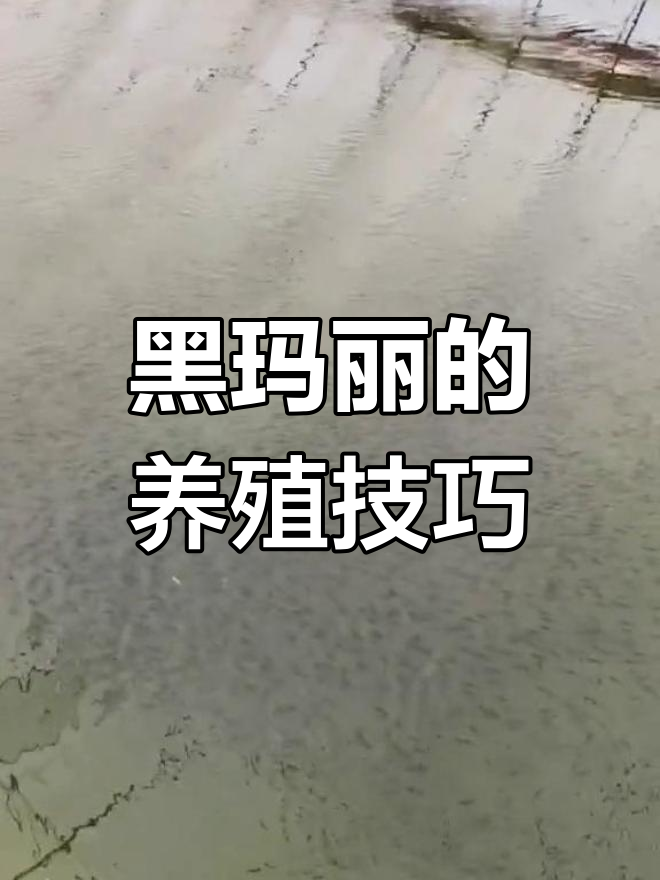 黑玛丽养殖全攻略:从繁殖到饲养