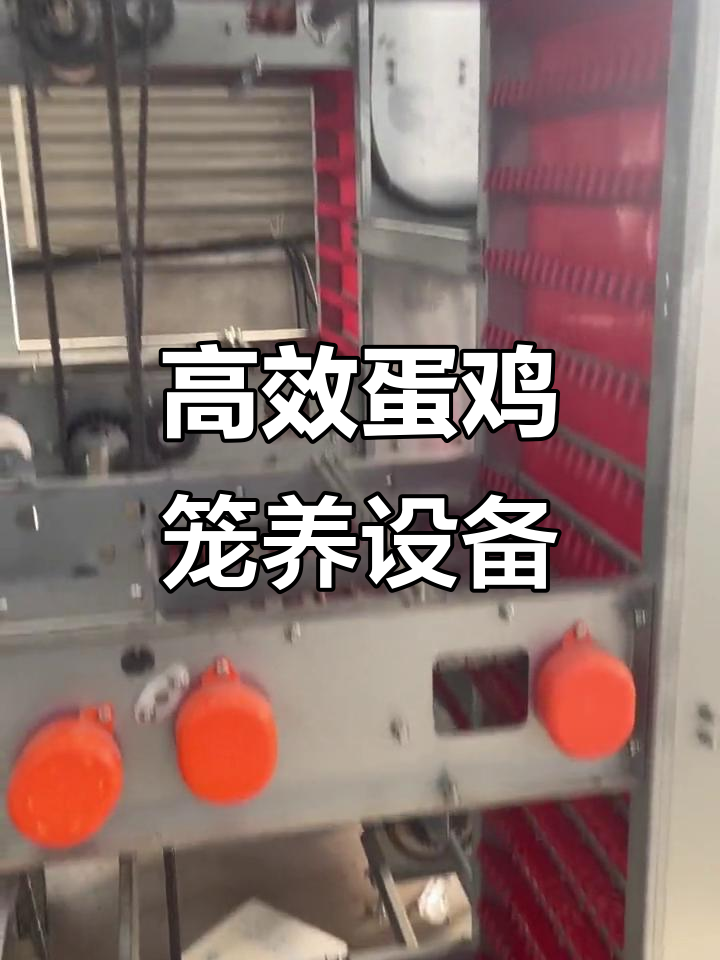 全新蛋鸡养殖设备,层叠设计更高效