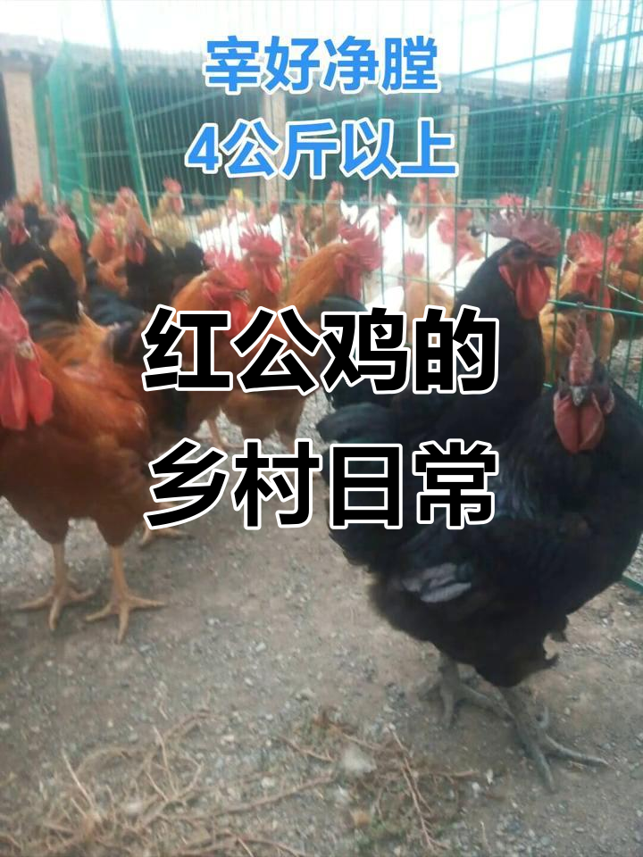 散养大公鸡的真实乡村生活,红毛雄赳赳
