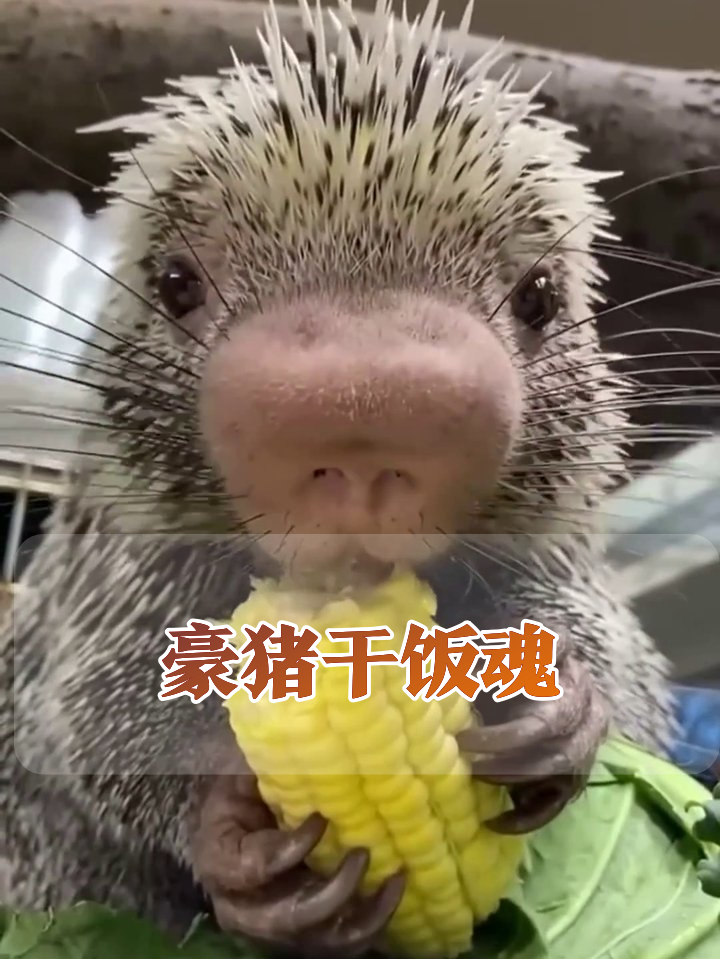 豪猪啃玉米吃出表情包!网友:这鼻子比我嘴都灵活