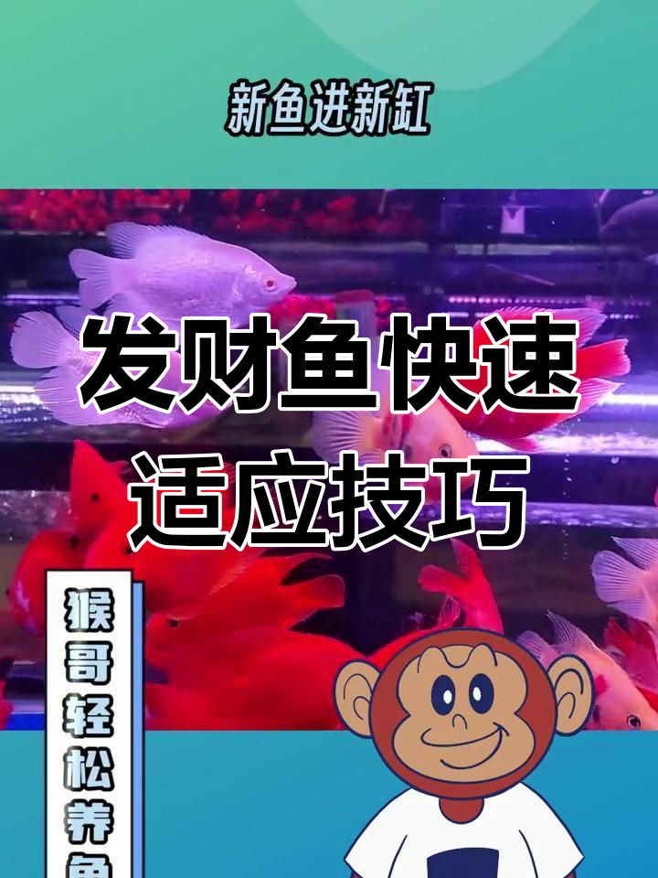 新鱼入缸注意事项,快速适应新环境