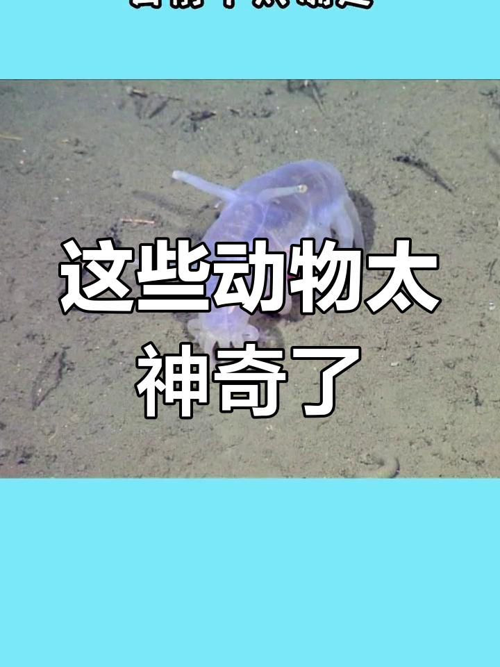 奇奇怪怪的动物大揭秘:南美棕狼、达氏蝙蝠鱼和海猪等