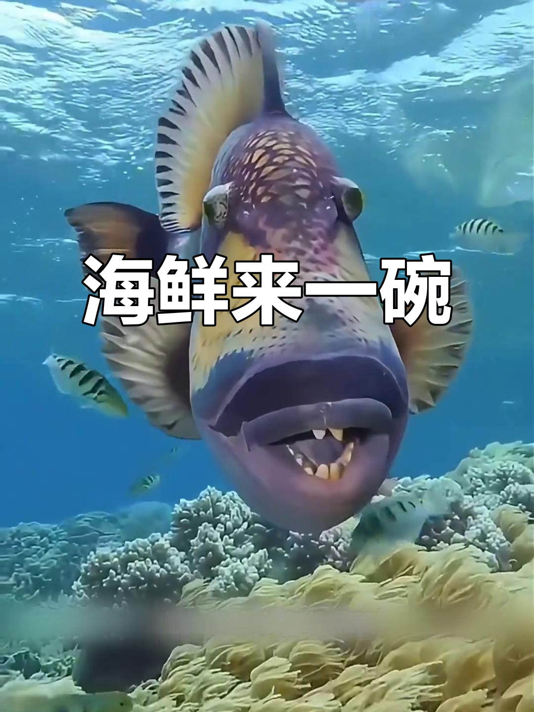黄带鱼、银鱼的口感大揭秘,哪种深海鱼类最美味?