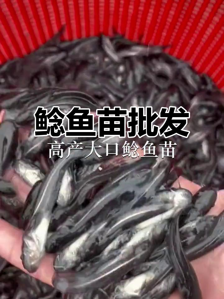 优质鲶鱼苗供应,东莞、广州、深圳多地批发