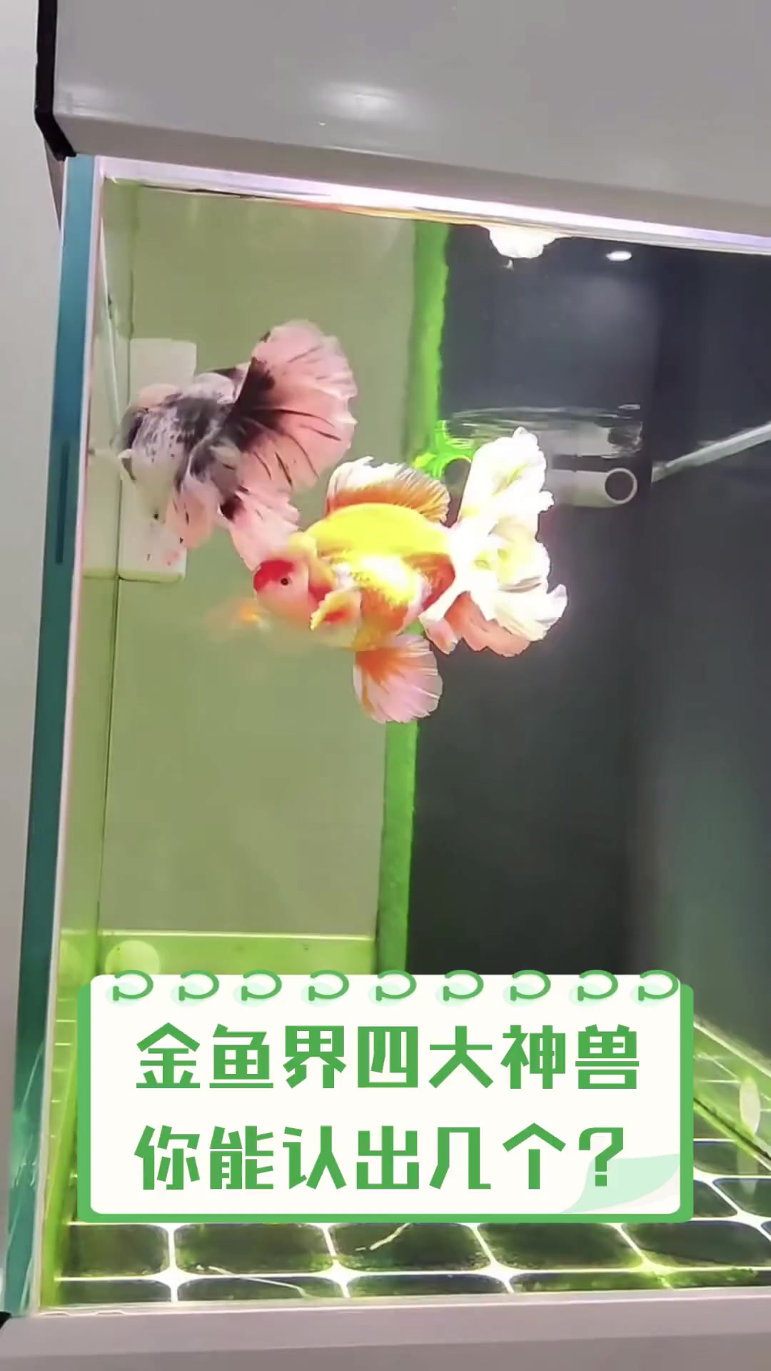 金鱼界四大神兽,你能认出几个?