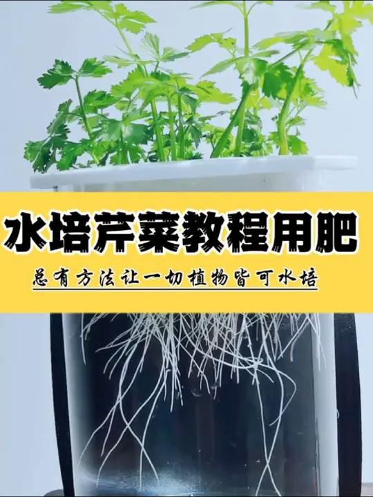 水培芹菜蔬菜教程及用大量元素水溶肥方法知识教程 水培芹菜的教程来啦,我是水培先生。干瘪的芹