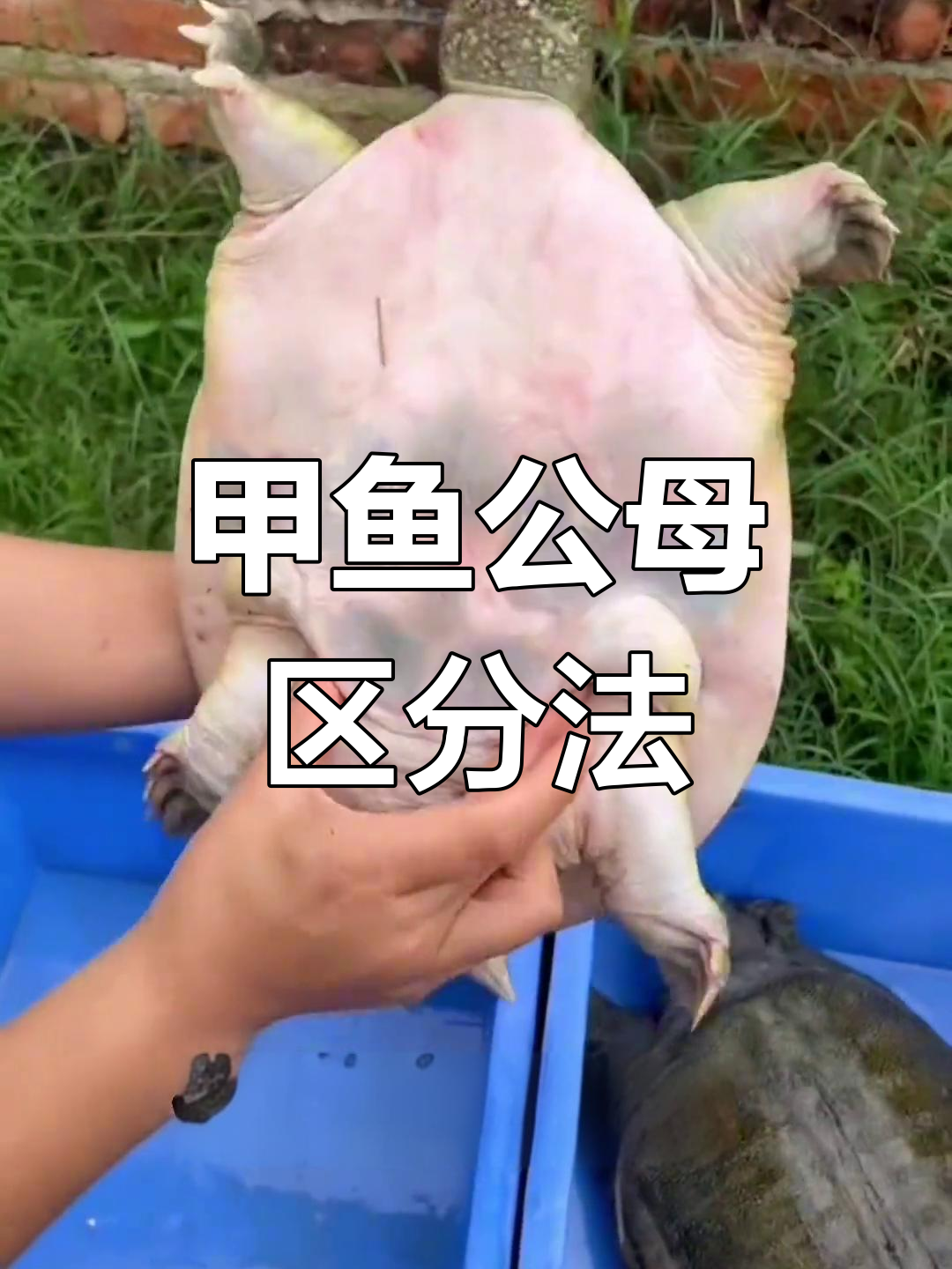 2022年如何分辨甲鱼公母?学会技巧轻松辨别