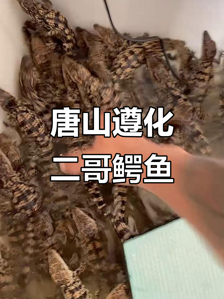 河北唐山遵化二哥鳄鱼养殖场,直发小鳄鱼苗子