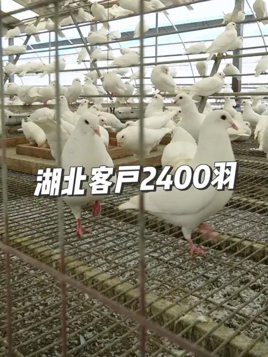 湖北客户订购2400羽种鸽，养鸽就选天成！真中！ 肉鸽养殖养鸽人高产种鸽农村养殖