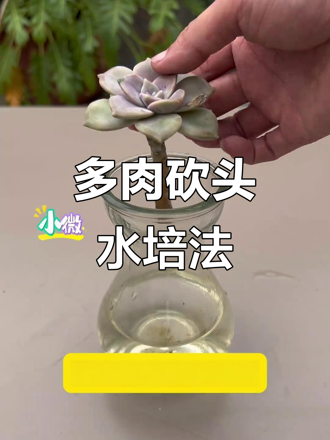 多肉砍头后别急扔，水培扦插轻松成活