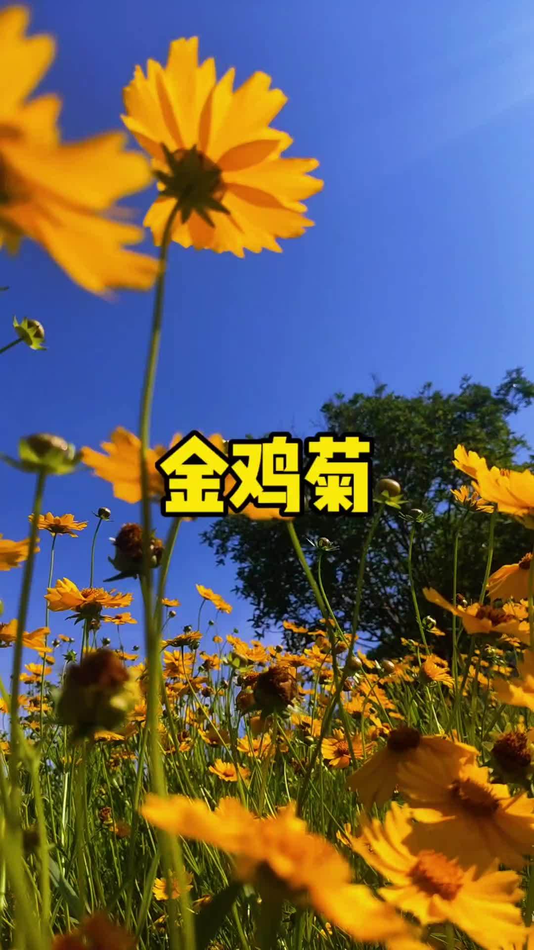 金鸡菊,黄色花朵很吸睛,十分适合种植在花园中用来吸引蜜蜂,蝴蝶。它也为授粉者提供了食物来源