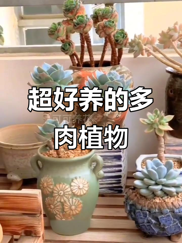葡萄多肉群生,超可爱治愈力满满!