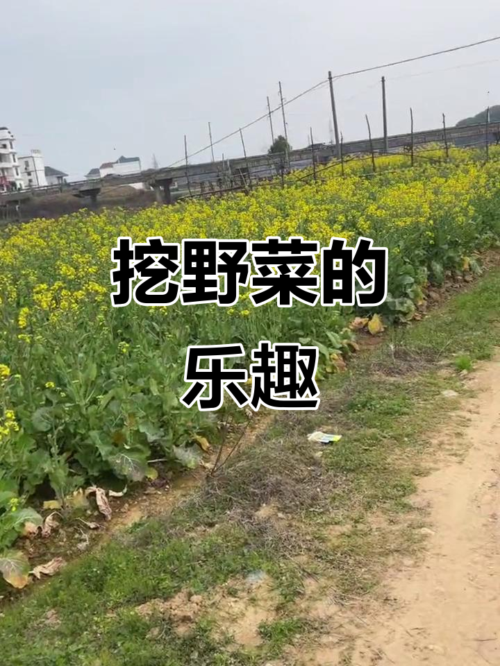 挖野菜迷路,空气清新让人心情大好