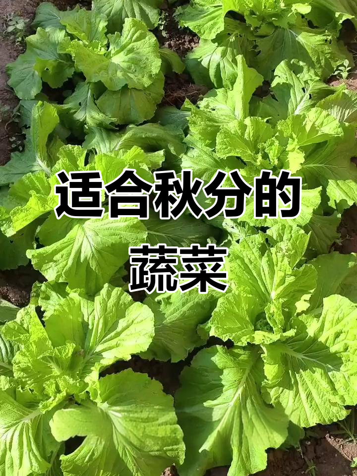 9月秋分时节,这些蔬菜最适合种植