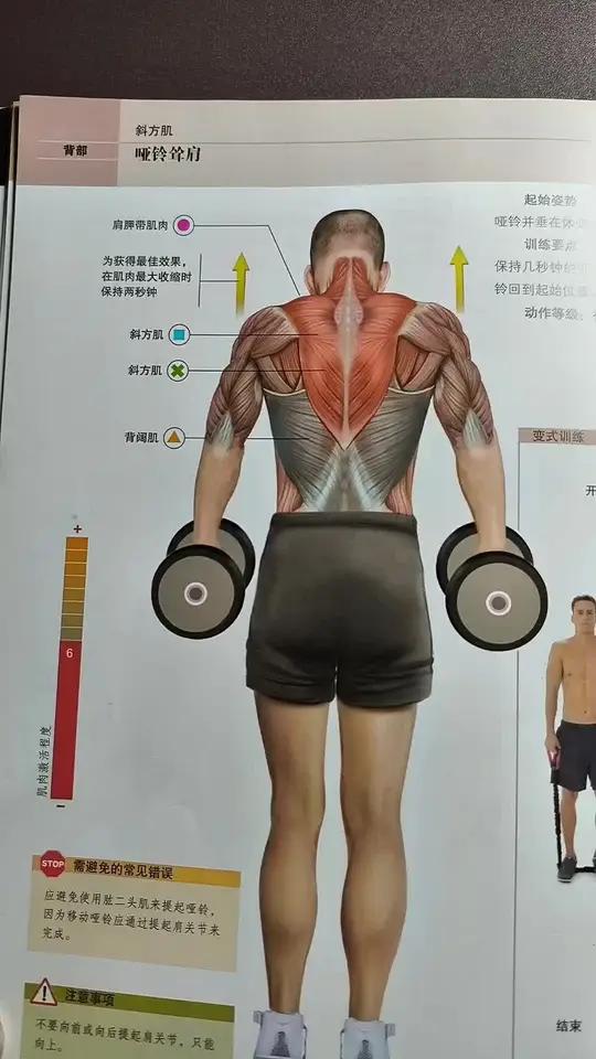 上背部力量训练，加强你的颈肩部，久坐办公人群，运动训练书籍推荐
