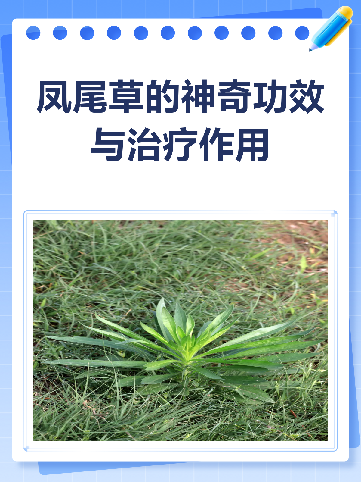 凤尾草:清热利湿还止血,功效多多知多少?