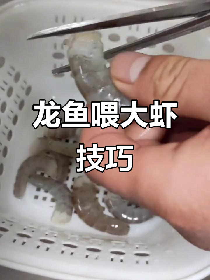 小龙鱼如何轻松吃大虾段?剪小块更易消化