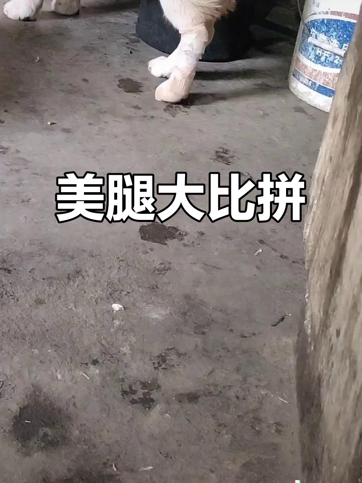 穿肉丝的美腿,美不美看大腿!