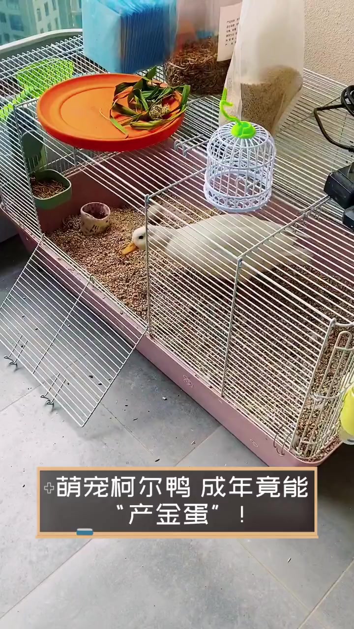 萌宠柯尔鸭,成年竟能“产金蛋”!