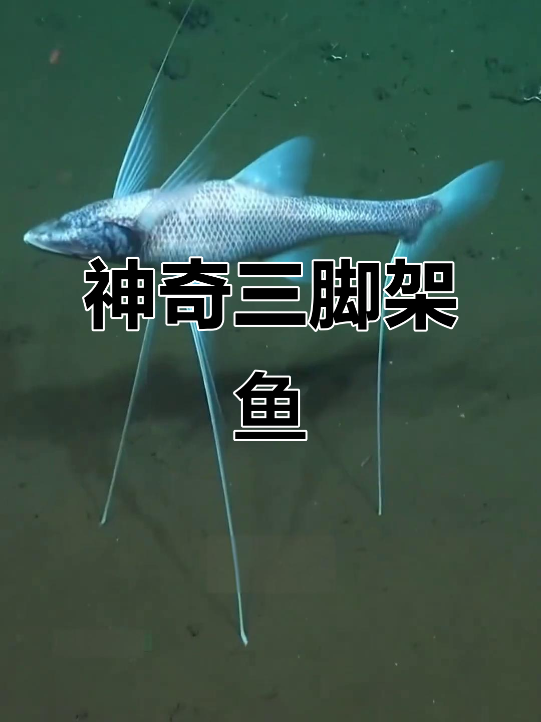 三脚架鱼:拥有三条腿的神奇雌雄同体生物
