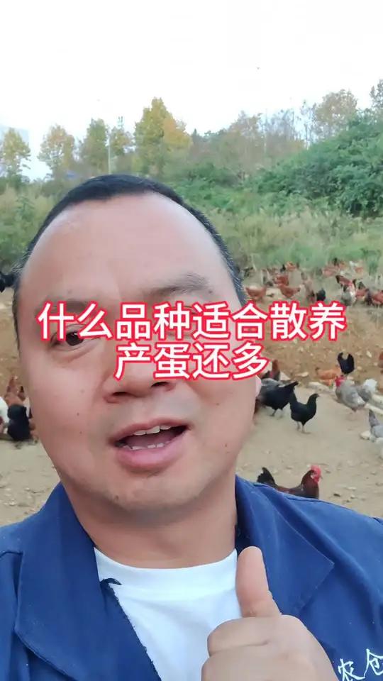散养土鸡高产品种有哪些