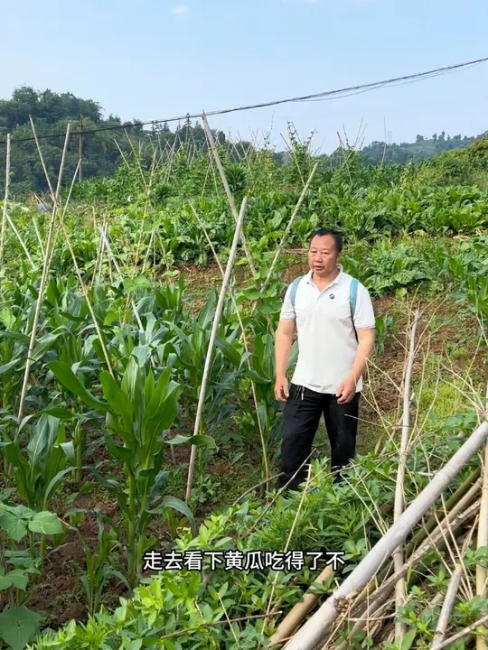 殷二种的黄瓜终于可以吃啦,今天摘了些回来,简单煮个黄瓜肉片汤。自家种的菜就是不一样,新鲜又