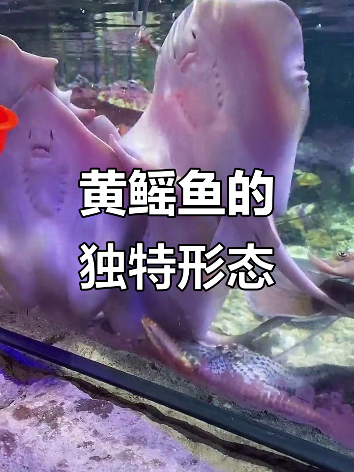 黄鳐鱼头部有眼，靠嗅觉捕食，形状奇特
