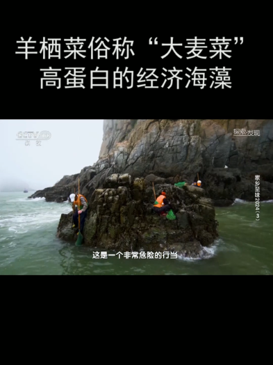 羊栖菜俗称“大麦菜” 高蛋白的经济海藻