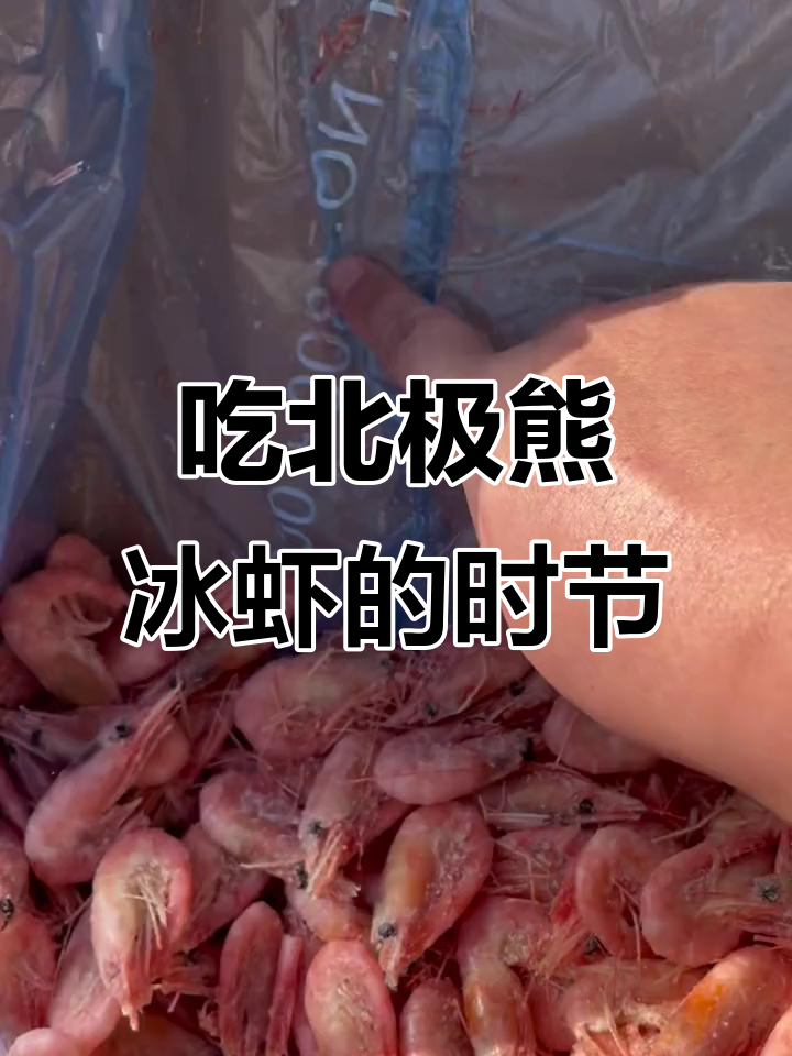 北极熊冰虾的季节,鲜甜肥美让人无法抗拒