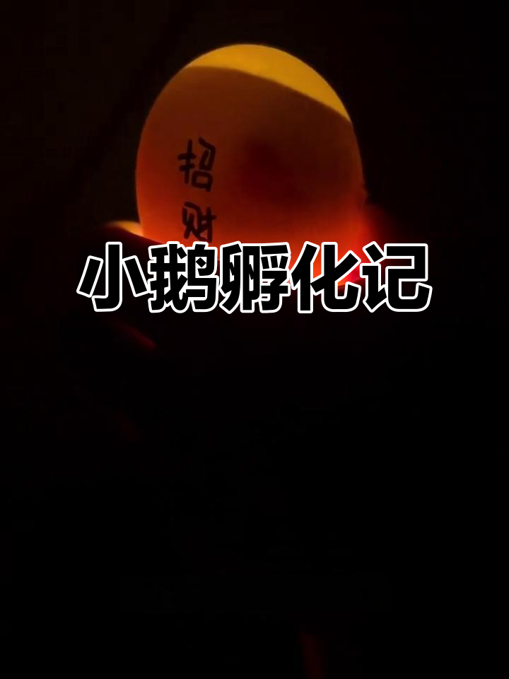 孵鹅蛋15天,心跳可见,期待小生命破壳!