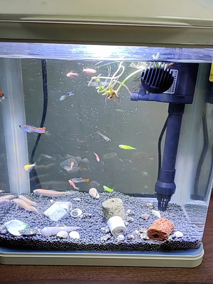 孔雀鱼与斑马鱼混养