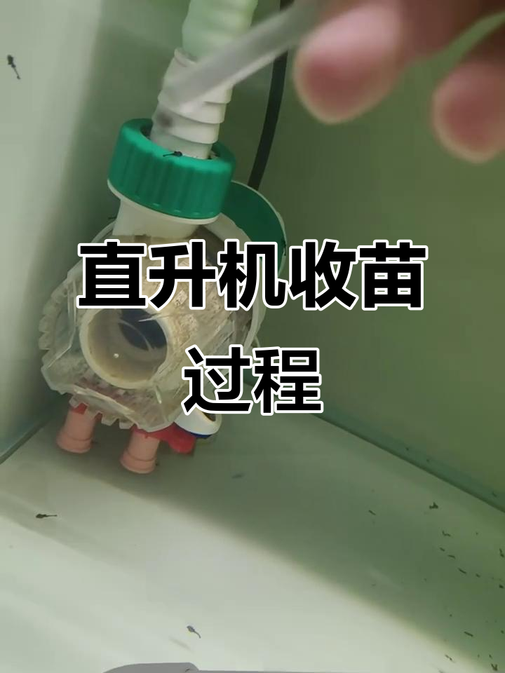 直升机空中收苗,皇冠操作全程揭秘