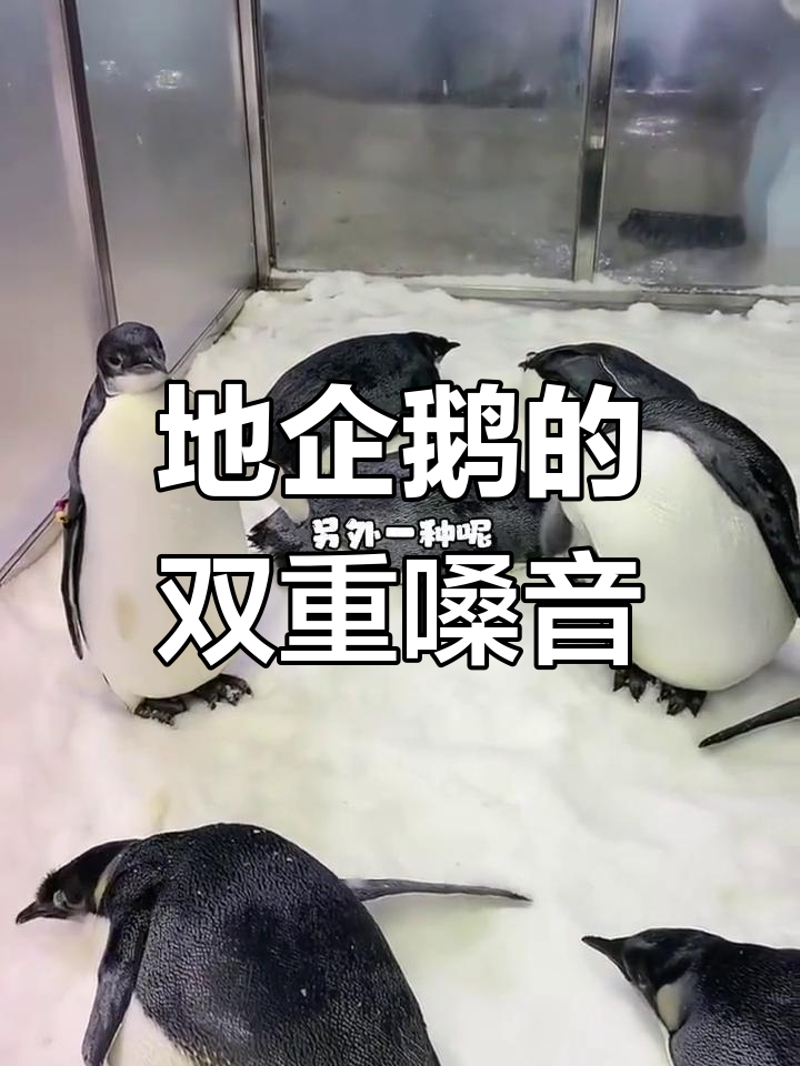 企鹅叫声大揭秘:两种声音竟然同时出现