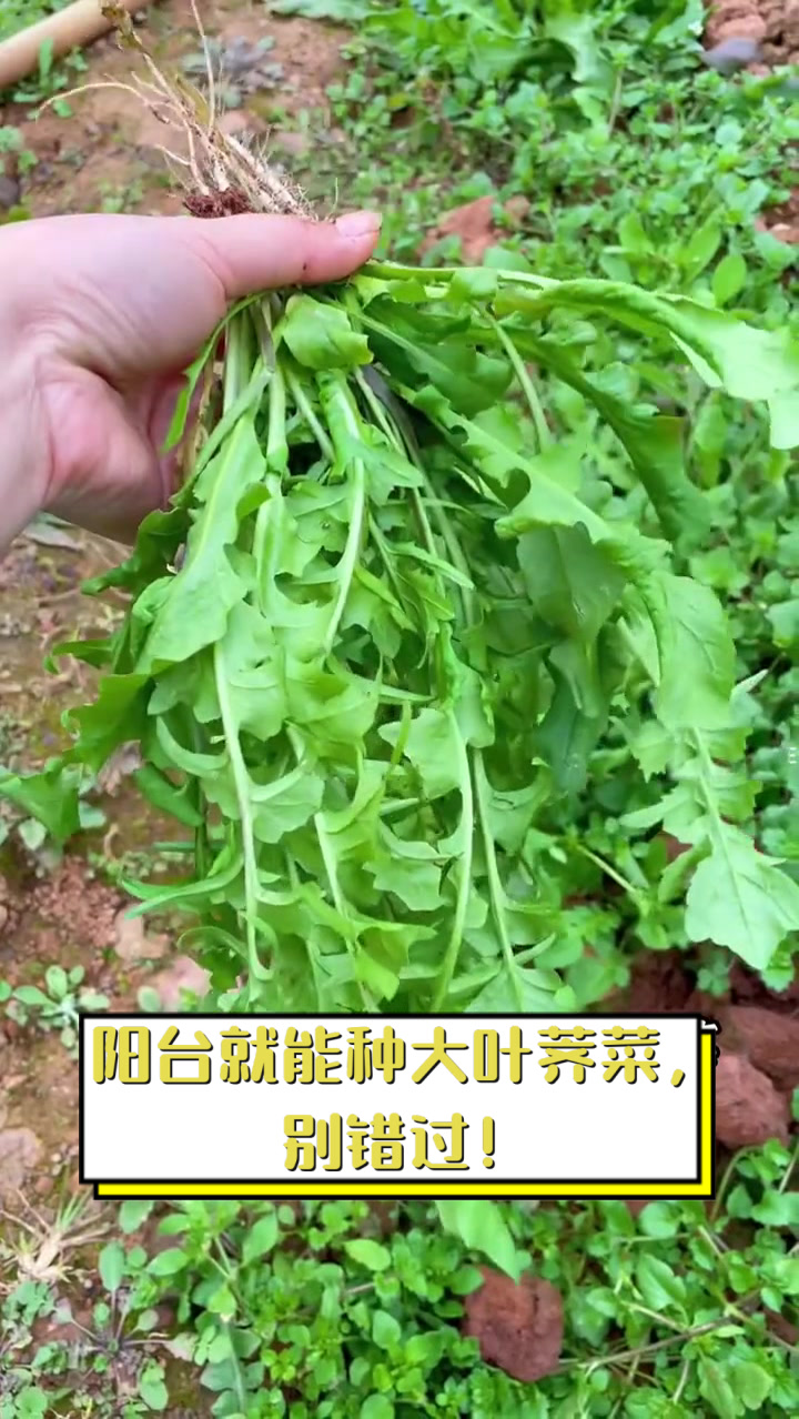 阳台就能种大叶荠菜,别错过!