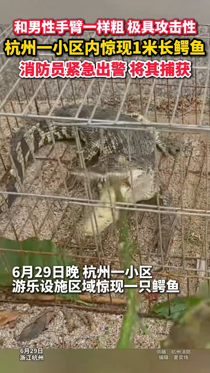 杭州一小区内惊现1米长鳄鱼 消防员快速出动抓“鳄”归案