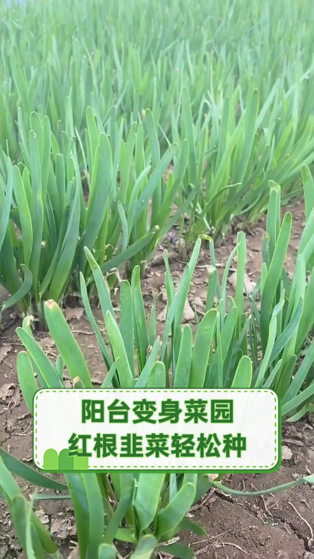 阳台变身菜园,红根韭菜轻松种