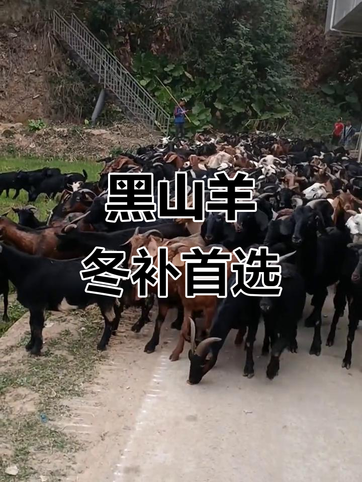 冬季羊肉滋补,黑山羊带来健康与长寿