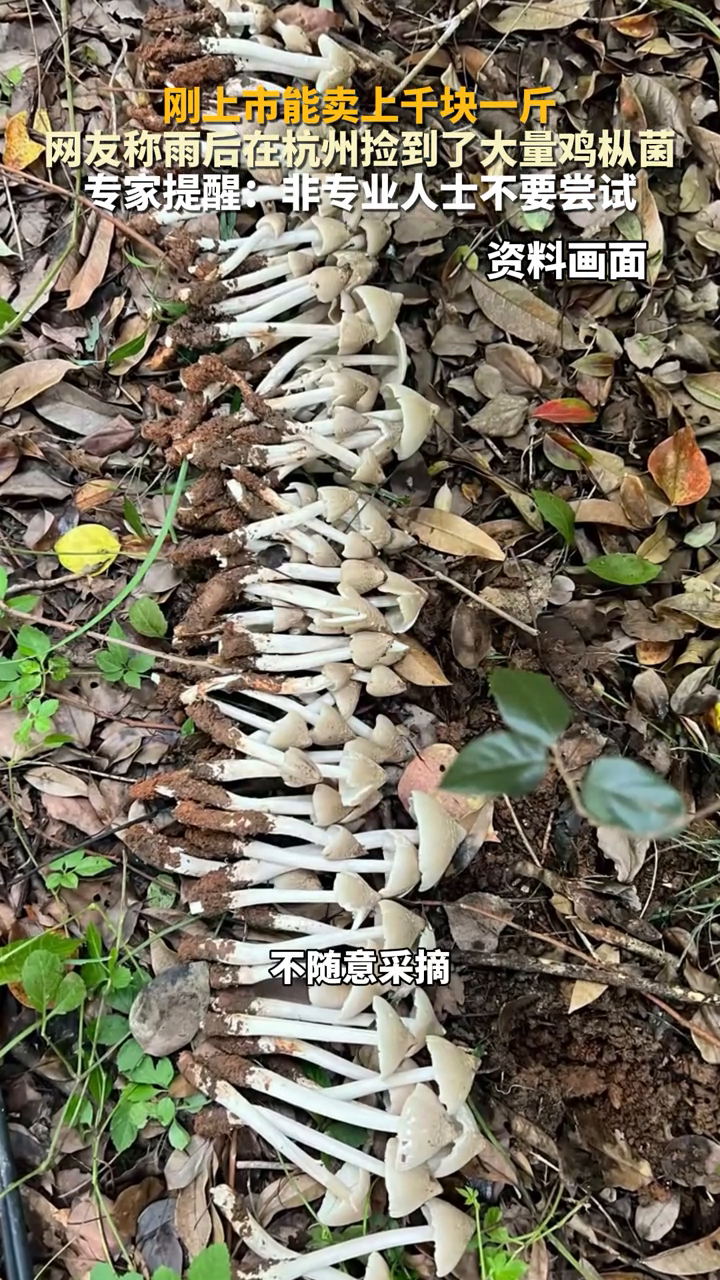 刚上市能卖上千块一斤,云南姑娘今年在杭州采了200斤